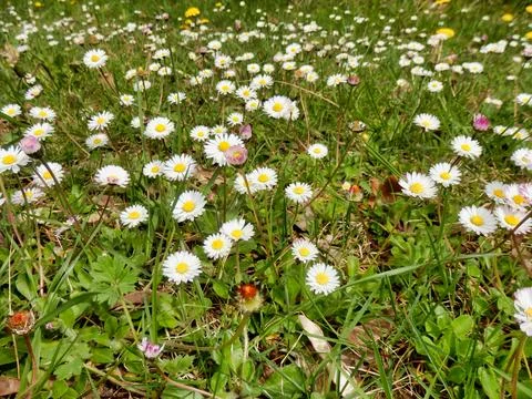 Daisies in a meadow. Stock Photos