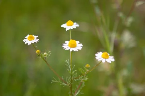 Daisies in a meadow Stock Photos