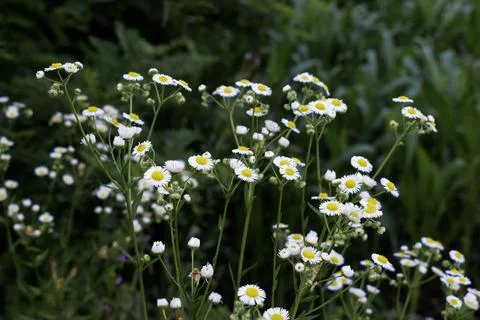 Daisies in a meadow Stock Photos