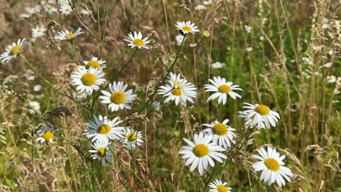 Daisies in a meadow. Scentless chamomile, Wild chamomile, Scentless mayweed Stock Footage 337961975