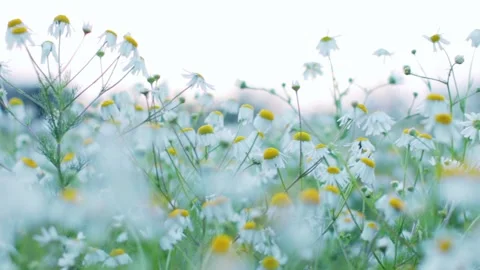 Daisies in a meadow in a sunset light Stock Footage 221238868