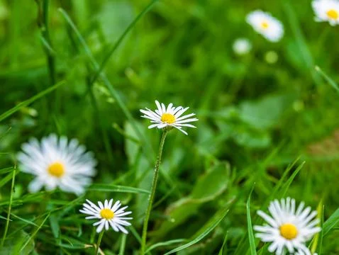Daisies in middle of meadow close up macro shot Foto stock