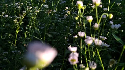 Daisies in the morning sun Stock Footage 341676581