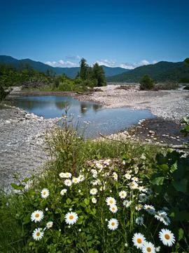 Daisies in the mountains Stock Photos