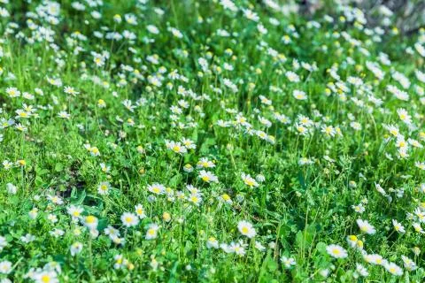 Daisies in the mountains in summer Stock Photos