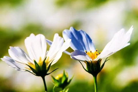 Daisies with nice background Stock Photos