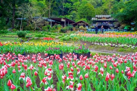 Daisies with nice background Stock Photos