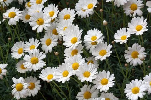 Daisies ocean Stock Photos