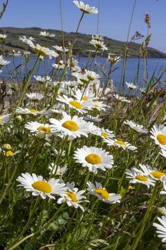 Daisies by the Ocean Stock Photos