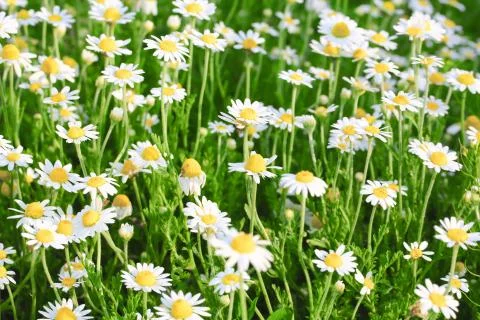 Daisies or chamomile grow on the field. Flowers background Stock Photos