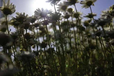 Daisies or chamomiles from ground level in focus. Spring bloom concept Stock Photos
