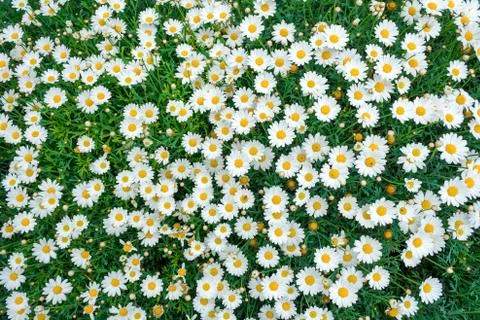 Daisies Overhead 写真素材