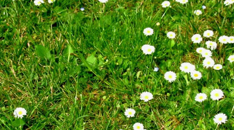 Daisies - pan right Stock Footage 38125578