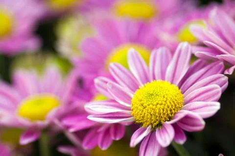 Daisies Stock Photos