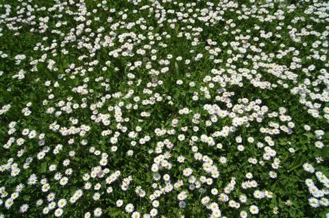 Daisies Stock Photos