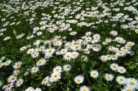 Daisies Stock Photos