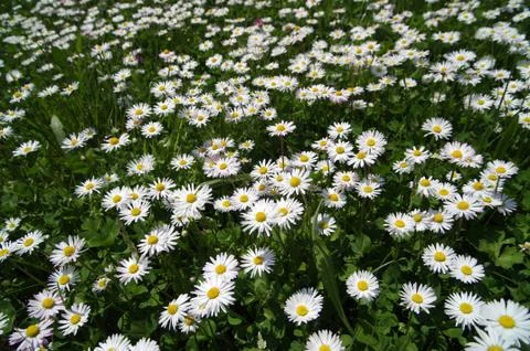 Daisies Stock Photos