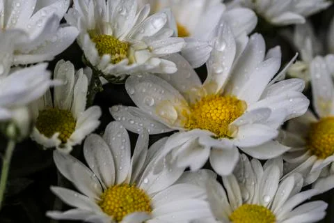Daisies Stock Photos