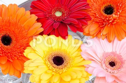 Daisies Stock Photos