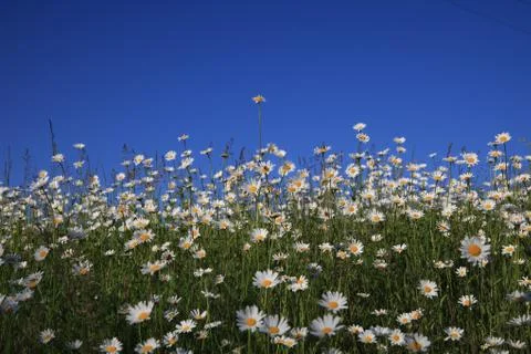 Daisies Stock Photos