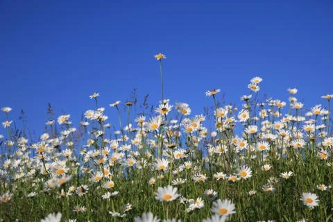 Daisies Stock Photos