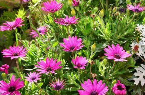 Daisies Stock Photos