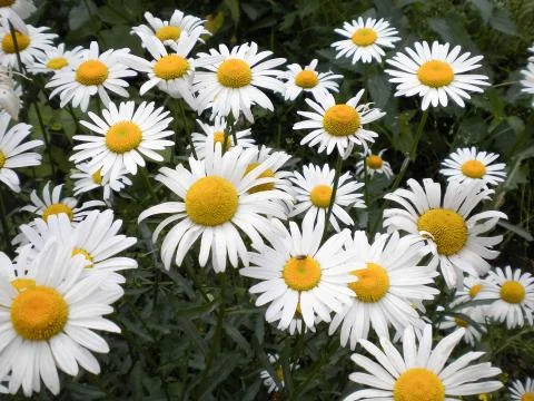 Daisies Stock Photos