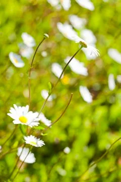 Daisies Stock Photos