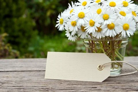 Daisies Stock Photos