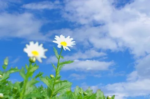 Daisies Stock Photos