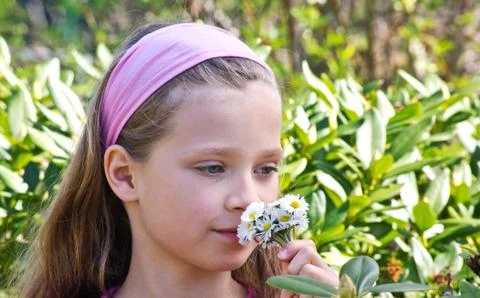 Daisies Stock Photos