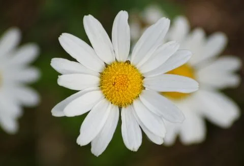 Daisies Stock Photos