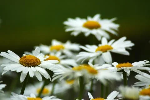 Daisies Stock Photos