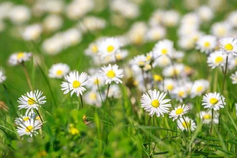 Daisies Stock Photos