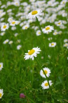Daisies Stock Photos