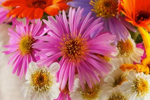 Daisies Stock Photos