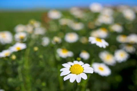 Daisies Stock Photos