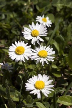 Daisies Stock Photos