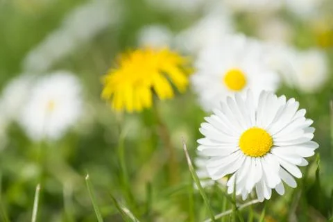 Daisies Stock Photos