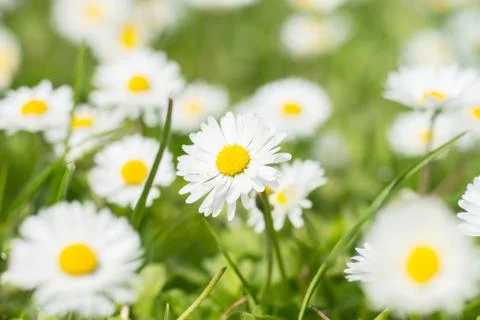 Daisies Stock Photos