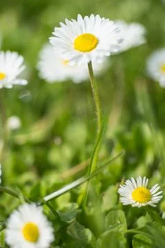 Daisies Stock Photos