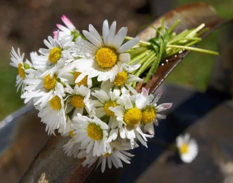 Daisies Stock Photos