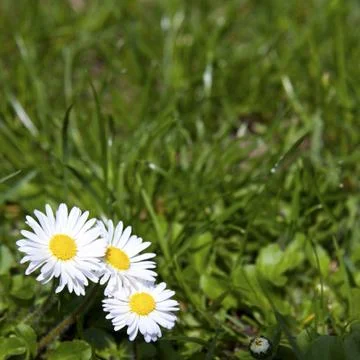 Daisies Stock Photos