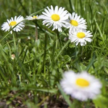 Daisies Stock Photos