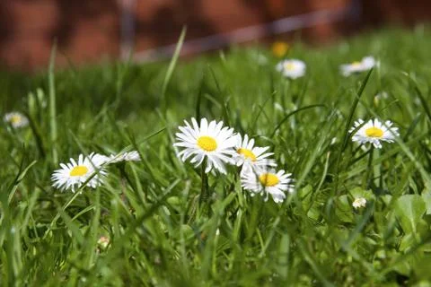 Daisies Stock Photos