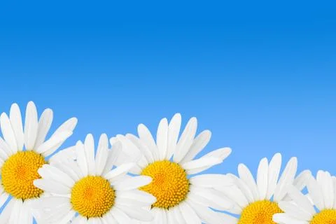 Daisies Stock Photos