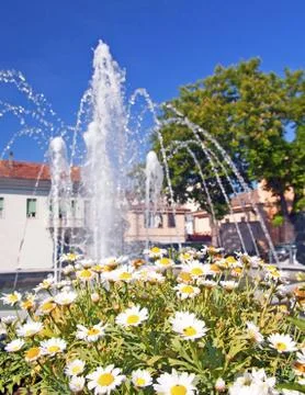 Daisies Stock Photos