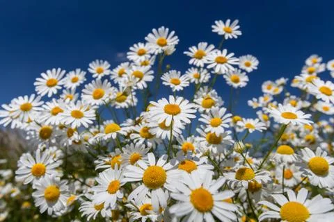 Daisies. 写真素材