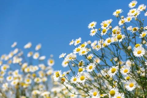 Daisies. 写真素材