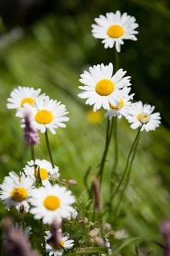 Daisies Stock Photos
